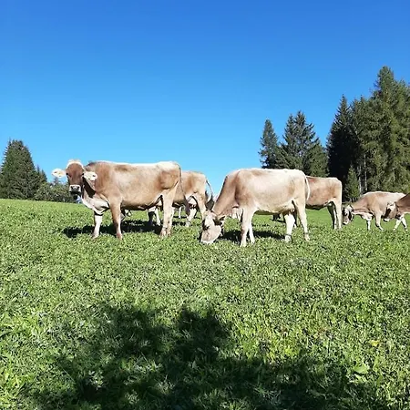 Moomooland Appartement Bergün