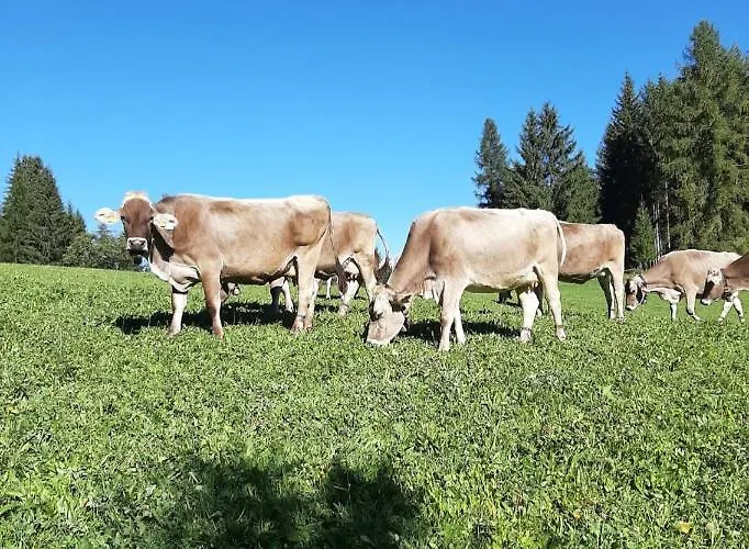 Moomooland Appartement Bergün